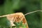 A Chickweed Geometer Moth on some Grass