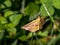 A Chickweed Geometer resting on a twig.