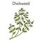 Chickweed Stellaria media or chickenwort, craches, maruns, winterweed - medicinal, culinary and honey plant