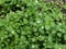 Chickweed , Stellaria media in the garden. The plants are annual and with weak slender stems, they reach a length up to