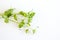 Chickweed ,Stellaria media isolated in the white background. You can use them in fresh vegetable salads. The chickweed advantage