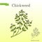 Chickweed Stellaria media medicinal, culinary and honey plant