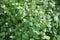 Chickweed ,Stellaria media. Young taste very gently with flavor of nuts. You can use them in fresh vegetable salads. The