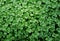 Chickweed ,Stellaria media. Young taste very gently with flavor of nuts. You can use them in fresh vegetable salads. The