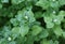 Chickweed ,Stellaria media. Young taste very gently with flavor of nuts. You can use them in fresh vegetable salads. The