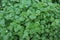 Chickweed ,Stellaria media. Young taste very gently with flavor of nuts. You can use them in fresh vegetable salads. The