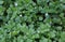 Chickweed ,Stellaria media. Young taste very gently with flavor of nuts. You can use them in fresh vegetable salads. The chickweed