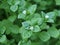 Chickweed ,Stellaria media. Young taste very gently with flavor of nuts. You can use them in fresh vegetable salads. The chickweed