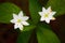 Chickweed Wintergreen, Trientalis europaea, white wild plant, two blooms, in the nature habitat, Krkonose mountain, Czech Republic