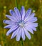 Chicory