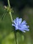 Chicory