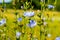 Chicory blooms in blue on a meadow chicory flowers Ukraine