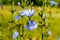 Chicory blooms in blue on a meadow chicory flowers Ukraine