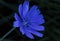 Chicory Blossom Close-up  17306