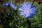 Chicory blossoms in the garden, coffee grass