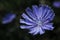 Chicory. Blue Common chicory flower