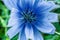 Chicory blue flower details, nature macro photo