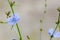 chicory, blue flowers, background for cards