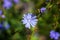 Chicory, blue flowers, summer