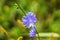 Chicory, blue flowers, summer