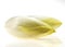 CHICORY cichorium endivia AGAINST WHITE BACKGROUND