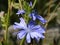 Chicory ( Cichorium intybus )
