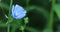 Chicory, Cichorium intybus, blue roadside flower 4K