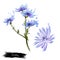 Chicory Cichorium Intybus. Digital art. Herb