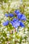 Chicory common (Cichorium). Flowering plant