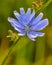 Chicory is a complex-colored perennial plant with spindle-shaped and thick root