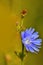 Chicory is a complex-colored perennial plant with spindle-shaped and thick root