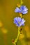 Chicory is a complex-colored perennial plant with spindle-shaped and thick root