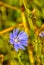 Chicory is a complex-colored perennial plant with spindle-shaped and thick root