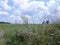 Chicory Field