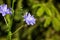 Chicory. Field flower.