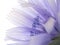 Chicory flower