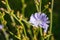 Chicory flower