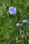 Chicory flower blooming, common chicory also known as witloof chicory, blue daisy, blue dandelion, wild succory, blue â€“ sailors