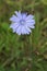 Chicory flower blooming, common chicory also known as witloof chicory, blue daisy, blue dandelion, wild succory, blue â€“ sailors