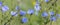 Chicory flower Cichorium intybus close up