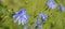 Chicory flower Cichorium intybus close up
