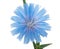 Chicory flower. Macro