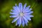 The chicory flower. Macro mode.