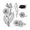 Chicory flower, root and seed vector superfood drawing set.