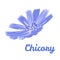 Chicory flower.  Vector illustration of a blue field medicinal flower