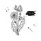 Chicory flower vector superfood drawing. Isolated hand drawn il