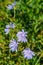 Chicory. Flowering of medicinal herbs.