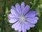 Chicory flowering plant