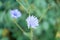 chicory flowers