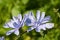 Chicory flowers